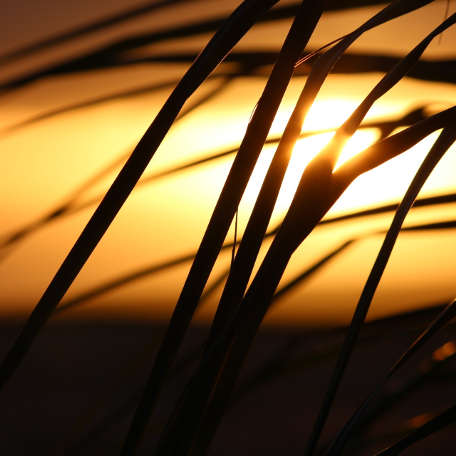 Grass Silhouette